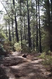Der wald bei la esperanza. Mountainbike Beste Trails Im Esperanza Wald Tour 112050