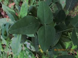 Image result for Dumasia