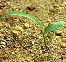 Image result for Rottboellia