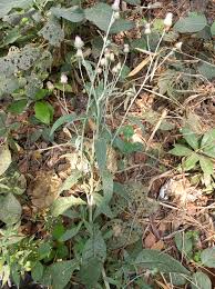 Image result for Triumfetta setulosa