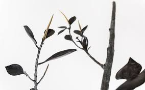 Rubber plants (ficus elastica) are perfect plants for beginner indoor gardeners as they're super tough, have large glossy leaves and grow quickly to keep rubber plants at a manageable size, or promote bushier growth, trim off the stem tips. Seeking Roots Abed Al Kadiri S The Blacksmith And The Rubber Tree Rachel Dedman