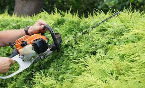 Der erste schnitt erfolgt mitte bis ende februar. Wann Soll Man Die Hecke Schneiden Das Gartenmagazin