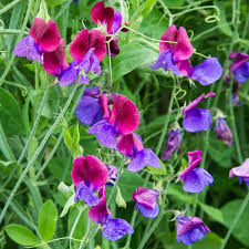 Image result for Lathyrus