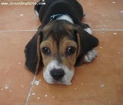 Black And Tan Beaglier Beagle Beagle Doggy I Love Dogs