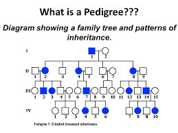 Human Genetic Disorders And Pedigrees What Is A Pedigree
