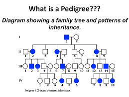 human genetic disorders and pedigrees what is a pedigree