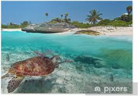 Voir plus d'idées sur le thème histoire du mexique, plante, paysage mexique. Poster Paysage Mer Des Caraibes Avec La Tortue Verte Au Mexique Pixers Nous Vivons Pour Changer