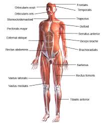The female muscular system chart graphically portrays front and rear views of the female musculature. 35 Muscular System With Label Labels Database 2020