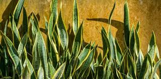 Find out more about plants poisonous to cats in our guide. Rspca Victoria Cats Toxic Plants