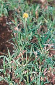 Image result for Pycreus macrostachyus