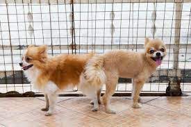 Dogs and cats are from different species of animals, appealing to different types of people. How To Get Dogs Unstuck 2021 Unstick Two Breeding Dog After Mating