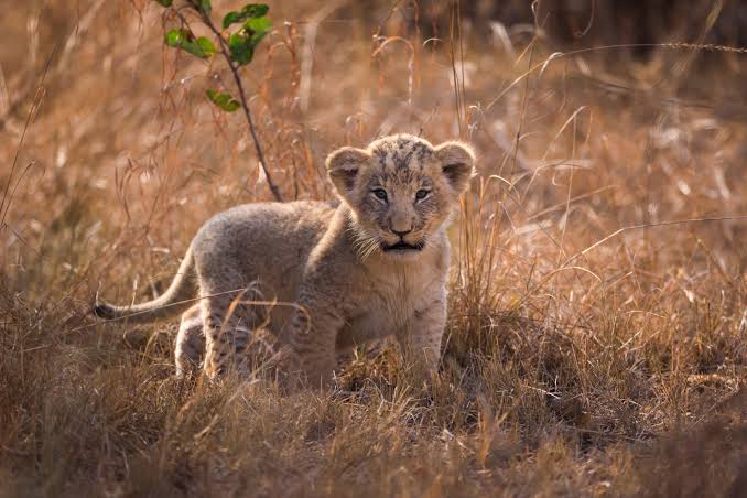 Akagera National Park 2026: When to visit, where to stay, and what to do | National  Geographic