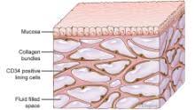 Image result for interstitium organ