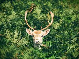 Check spelling or type a new query. The Best Deer Resistant Plants Here Are Some Plants That Deer Don T Like Dealing With Deer