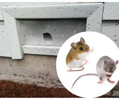 Benefits of crawl space restoration. Entry Exclusion Bloom Crawlspace Services