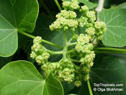 Image result for Jatropha curcas