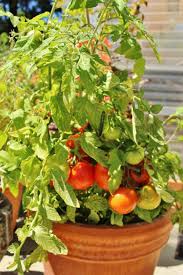 Annual plants aquatic plants aroid plants bamboo plants biennial plants cactus and succulents carnivorous plants fruit bushes fruit plants fruit trees fruit vines groundcover plants herb plants houseplants lawn grasses brandywine tomato's size & growth habits. Growing Heirloom Tomatoes In Pots 5 Best Heirloom Tomato Plants Balcony Garden Web