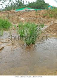 Image result for Fimbristylis squarrosa