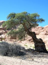 Image result for Acacia erioloba