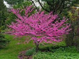 The deciduous tree's seedpods hold on through the winter. Redbud Tree Information Growing Tips And Care Of Redbud Trees