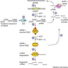 Rna Interference And Plant Parasitic Nematodes Sciencedirect
