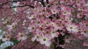 Cherry hill flowers boyne falls. Cherry Hill