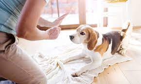 If your dog is having accidents in the house in the same spot each time, the most likely reason is that the area has not been adequately cleaned with an enzymatic cleaner. Potty Training Problems Why Does Your Dog Keep Having Accidents In Your House Life Is An Episode