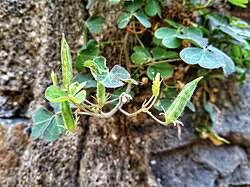 Image result for Oxalis corniculata