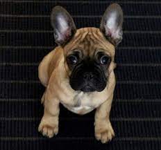 Check spelling or type a new query. French Bulldog Crossed With A Pug Cheap Buy Online