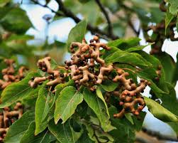 Image result for Hovenia