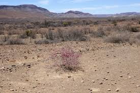 Image result for Phaeoptilum