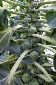 One of these issues is when the plant has loose leafed, poorly formed heads. 15 Of The Best Brussels Sprout Varieties Gardener S Path