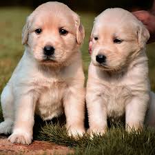 Giles County Animal Shelter