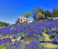 311 vernon street (town square). Folsom Lake Lupine A Palooza Super Bloom Roseville Today