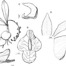 Image result for Polystachya lindblomii