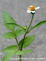 Image result for Bidens biternata