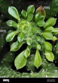 Image result for Monadenium hirsutum