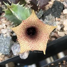 Image result for Huernia longituba
