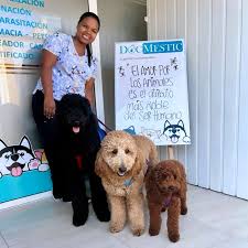 Centro Veterinario DocMestic