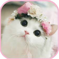 Maybe you would like to learn more about one of these? Cat Wallpapers Cute Kitten Images Apps Bei Google Play
