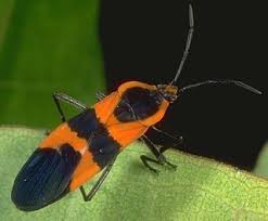 Large Milkweed Bug Oncopeltus Fasciatus Milkweed Plant Red Insects Milkweed
