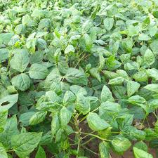 Image result for Vigna gracilis