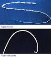 Cat Worms - Cat Health Guide