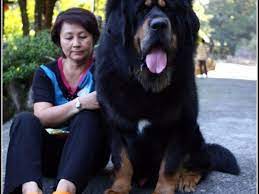 The whole appearance is impressive, with a solemn but kindly expression. 10 Largest Dog Breeds Pethelpful