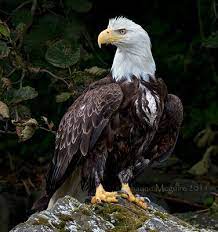 the greatness and awesomeness of the bald eagle bald eagle eagle animals