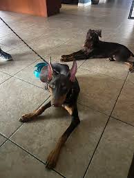 When to stop posting doberman ears?