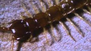 Insect with many legs is called. How Many Legs Does A Centipede Actually Have Mr Wizard S Quick Quiz Youtube