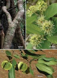 Image result for Combretum sp. A