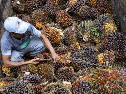 A wide variety of indian body oil options are available to you, such as supply type, ingredient, and raw material. Palm Oil Imports Rise 57 In March Says Trade Body Times Of India