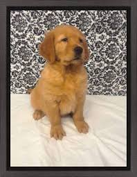 The golden retriever is family friendly, affectionate, and fun! Find Your Dream Puppy Of The Right Dog Breed At 2puppies Golden Retriever Retriever Puppy Dog Trends